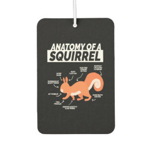 Anatomy Of A Squirrel Car Air Freshener