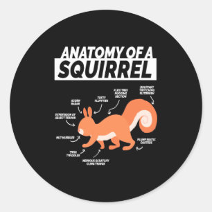 Anatomy Of A Squirrel Classic Round Sticker