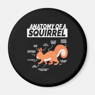 Anatomy Of A Squirrel Magnet
