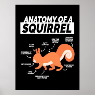 Anatomy Of A Squirrel Poster