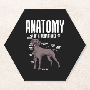 Anatomy Of A Weimaraner Paper Coaster