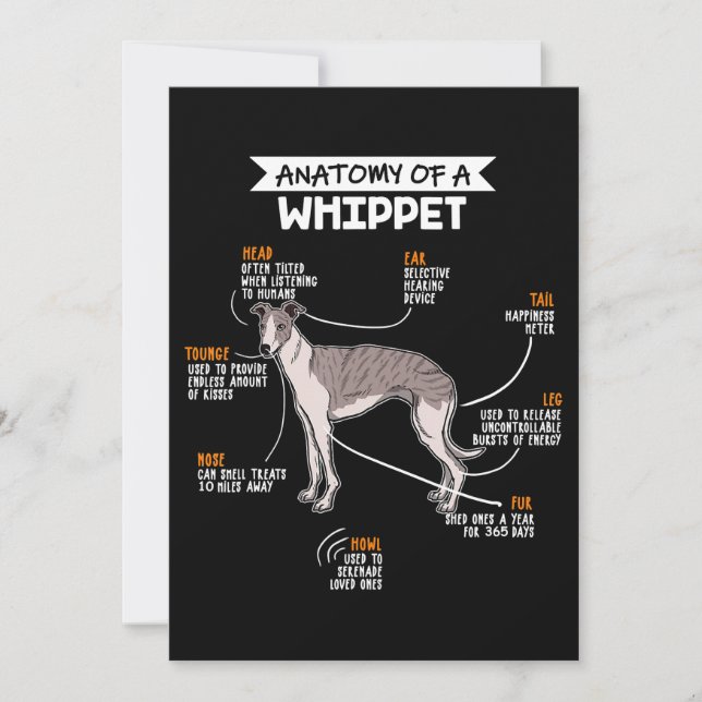 anatomy of a whippet dog funny dog lover gift holiday card (Front)
