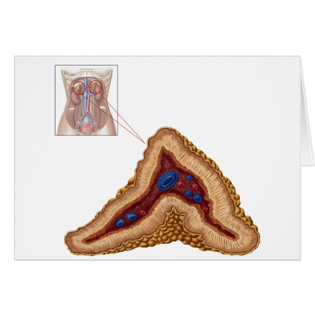 Anatomy Of Adrenal Gland, Transverse Section (Front Horizontal)