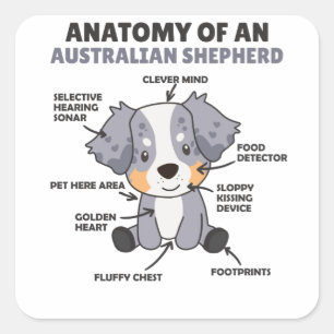 Anatomy Of An Australian Shepherd Sweet Dogs Square Sticker