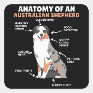 Anatomy Of An Australian Shepherd Sweet Dogs Square Sticker