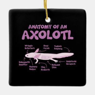 anatomy of an axolotl axolotls biology science . ceramic ornament