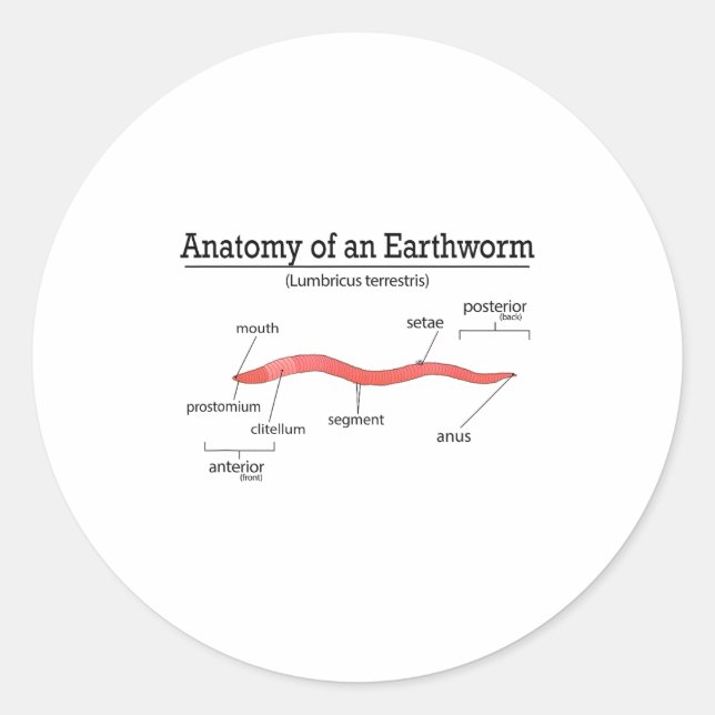 Anatomy Of An Earthworm Funny Worm Earthworm Lover Classic Round Sticker (Front)