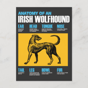 Anatomy Of An Irish Wolfhound Dog - Puppy Lover Postcard