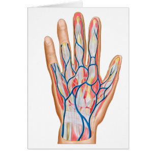 Anatomy Of Back Of Human Hand