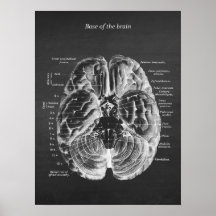 Anatomy of Base of the Brain print no.1