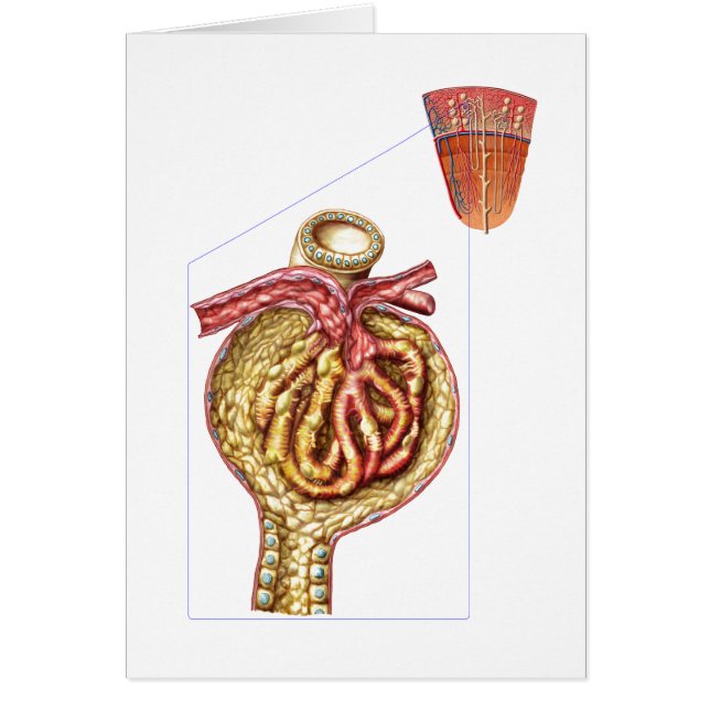 Anatomy Of Bowman'S Glomerular Capsule (Front)