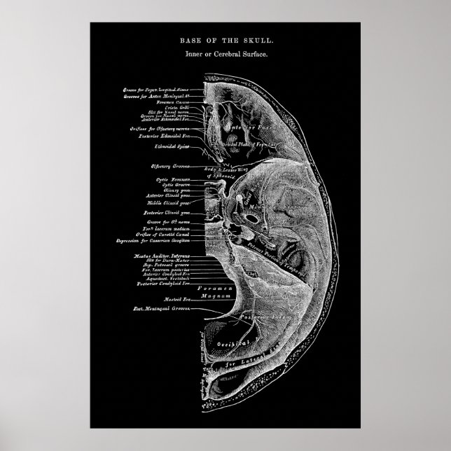Anatomy of Cranial Bones Poster (Front)