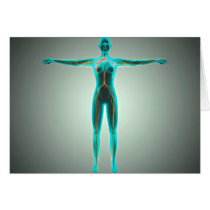 Anatomy Of Female Body With Arteries And Veins