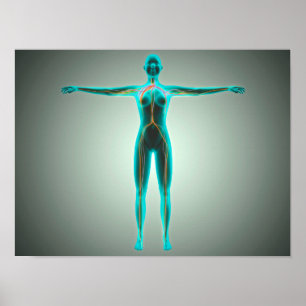 Anatomy Of Female Body With Arteries And Veins Poster