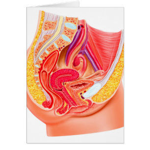 Anatomy Of Female Reproductive System 1