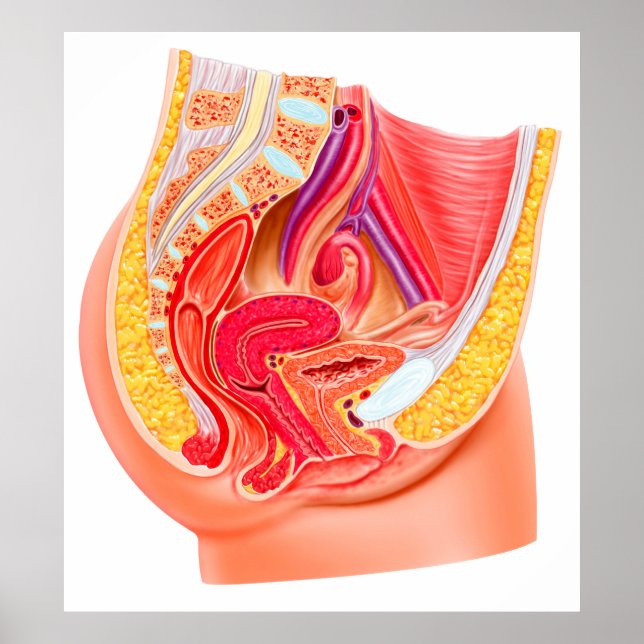 Anatomy Of Female Reproductive System 1 Poster (Front)