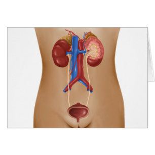 Anatomy Of Female Urinary System