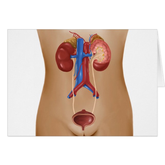 Anatomy Of Female Urinary System (Front Horizontal)