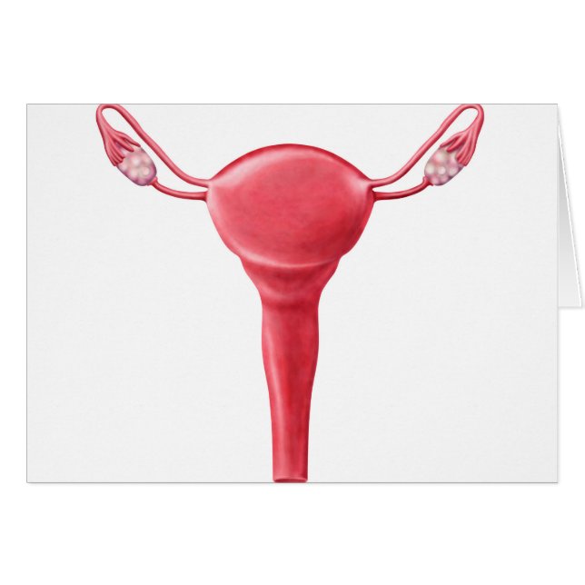 Anatomy Of Female Uterus 2 (Front Horizontal)