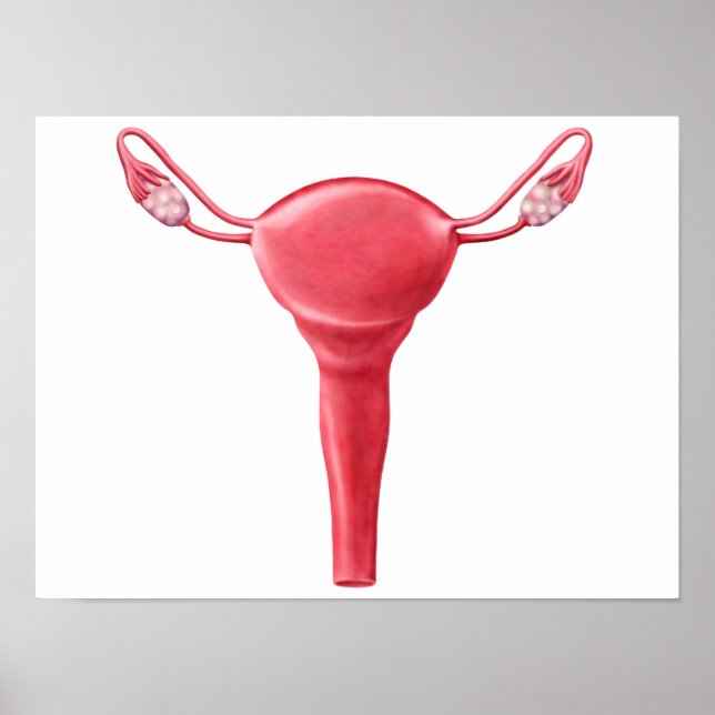 Anatomy Of Female Uterus 2 Poster (Front)