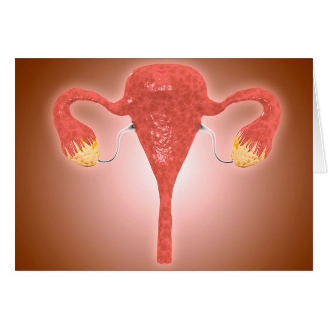 Anatomy Of Female Uterus With Ovaries (Front Horizontal)