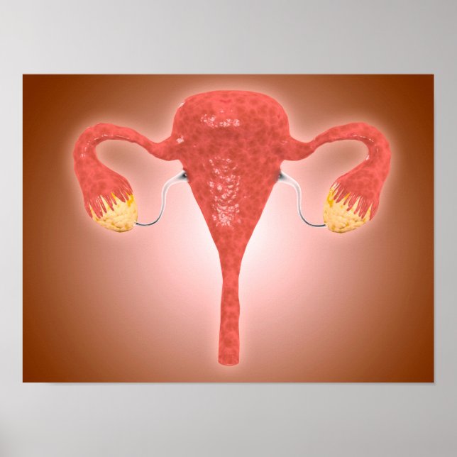 Anatomy Of Female Uterus With Ovaries Poster (Front)
