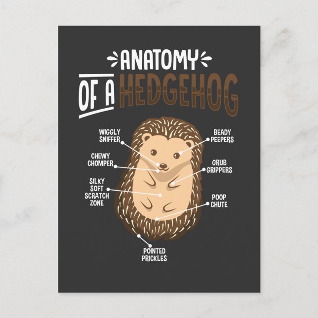 Anatomy Of Hedgehog Lover Cute Forest Animal Postcard (Front)