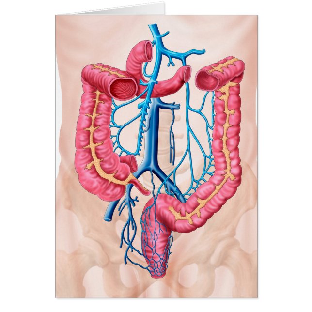 Anatomy Of Human Abdominal Vein System (Front)