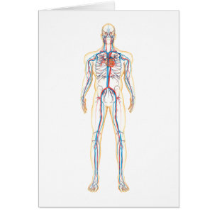 Anatomy Of Human Body And Circulatory System