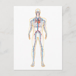 Anatomy Of Human Body And Circulatory System Postcard