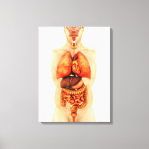 Anatomy Of Human Body Showing Whole Organs 1 Canvas Print