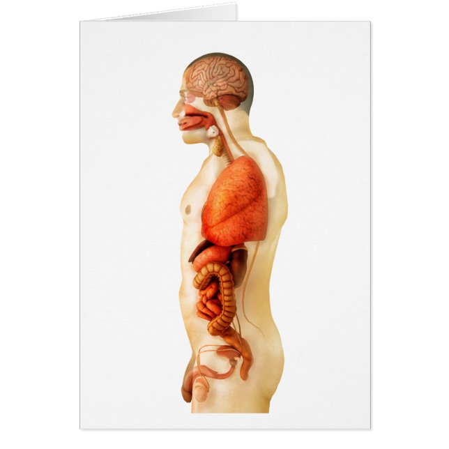 Anatomy Of Human Body Showing Whole Organs 2 (Front)