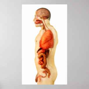 Anatomy Of Human Body Showing Whole Organs 2 Poster