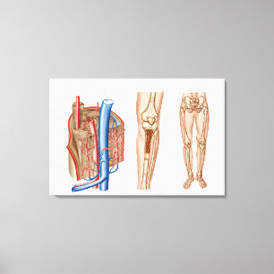 Anatomy Of Human Bone Marrow Canvas Print
