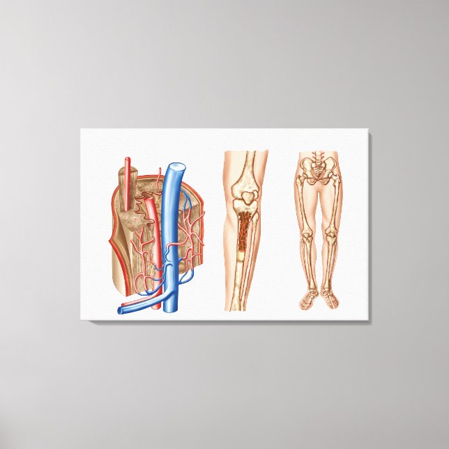 Anatomy Of Human Bone Marrow Canvas Print (Front)