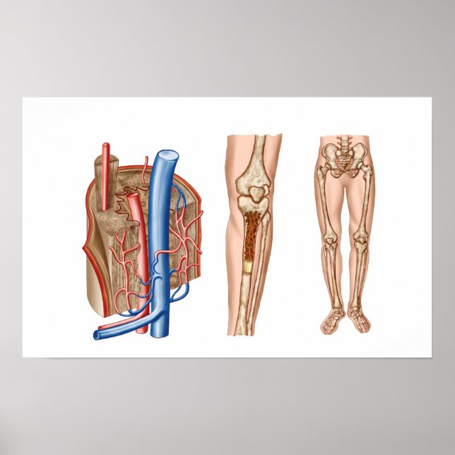 Anatomy Of Human Bone Marrow Poster (Front)