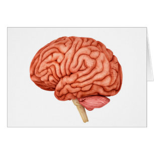 Anatomy Of Human Brain, Side View 2