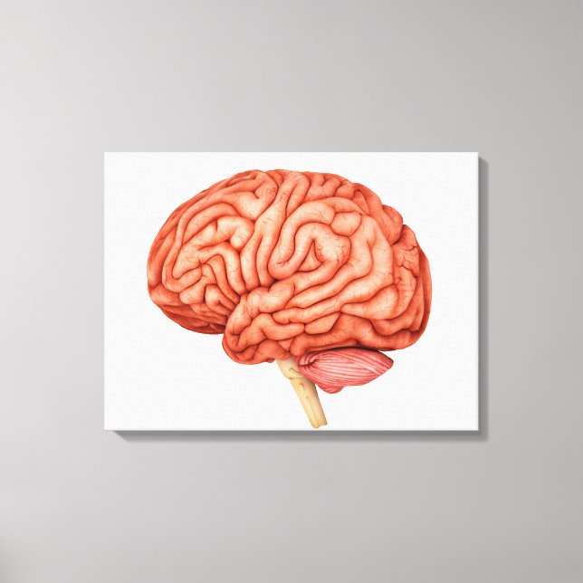 Anatomy Of Human Brain, Side View 2 Canvas Print (Front)