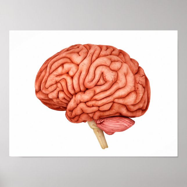 Anatomy Of Human Brain, Side View 2 Poster (Front)