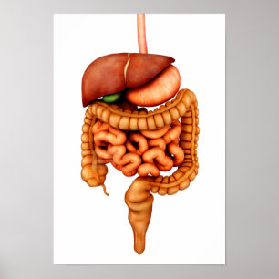Anatomy Of Human Digestive System, Front View Poster