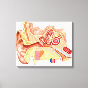 Anatomy Of Human Ear Canvas Print