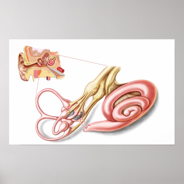 Anatomy Of Human Ear, Membranous Labyrinth Poster (Front)