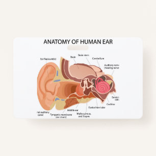 Anatomy of human ears ID badge
