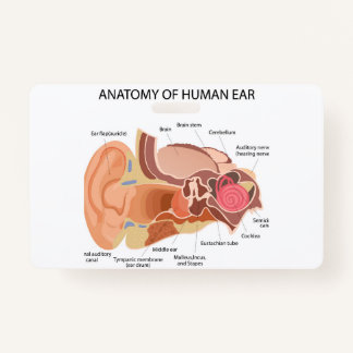 Anatomy of human ears ID badge