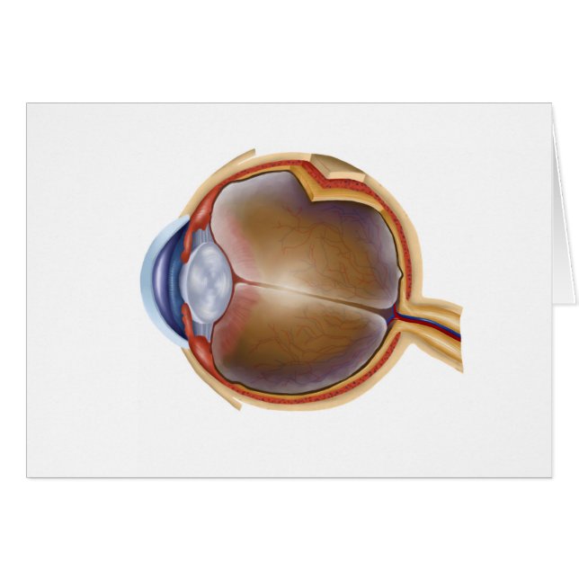 Anatomy Of Human Eye (Front Horizontal)