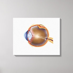 Anatomy Of Human Eye Canvas Print