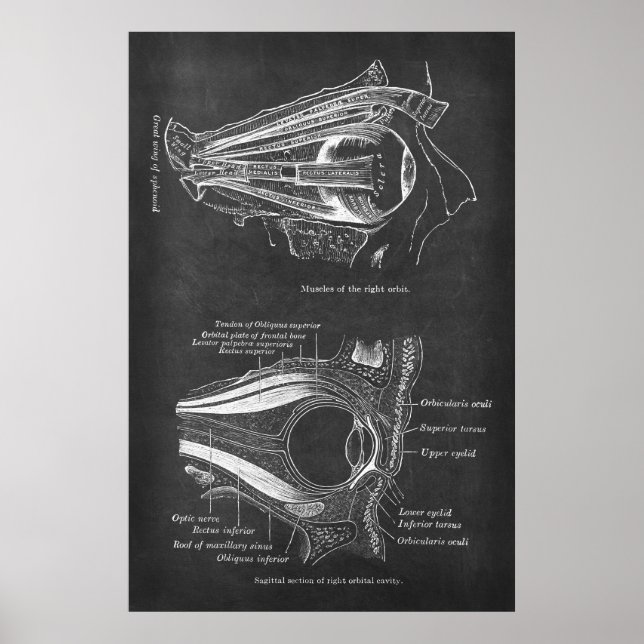 Anatomy of Human Eye Muscles of Right Orbit Poster (Front)