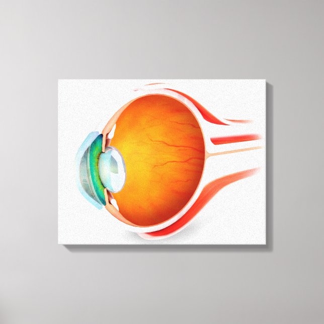 Anatomy Of Human Eye, Perspective Canvas Print (Front)