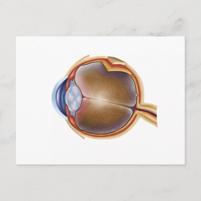 Anatomy Of Human Eye Postcard (Front)