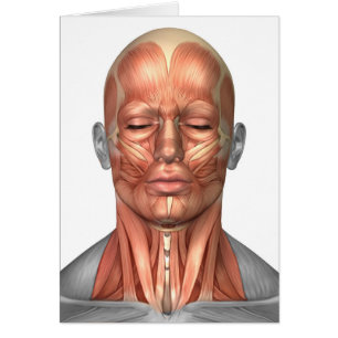 Anatomy Of Human Face And Neck Muscles, Front